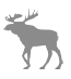 Moose Walking